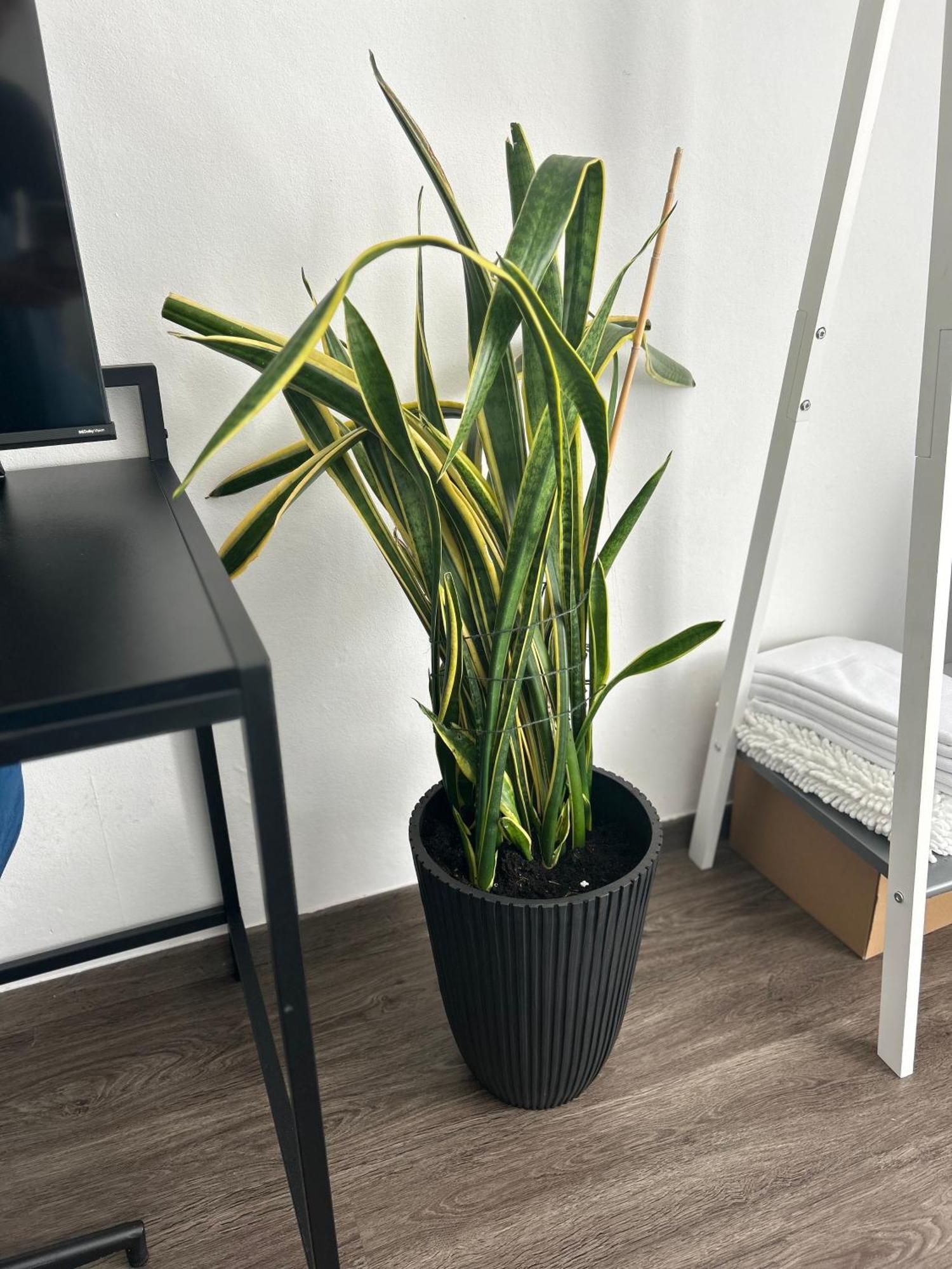 ליכטנפלס Mintara Apartment Charme Der Stadt Parkplatz Netflix Und Sky מראה חיצוני תמונה